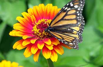 攻击网站的方法