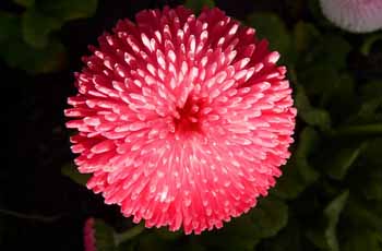 【免费版】无限制的网页端ddos