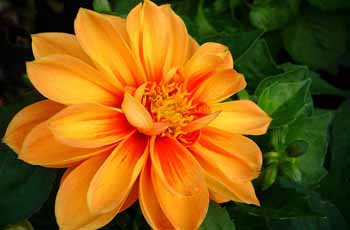 专业办公版的网页端ddos